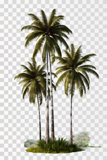 coconut trees - png transparent background