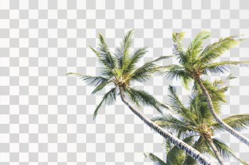 Coconut trees PNG transparent background,