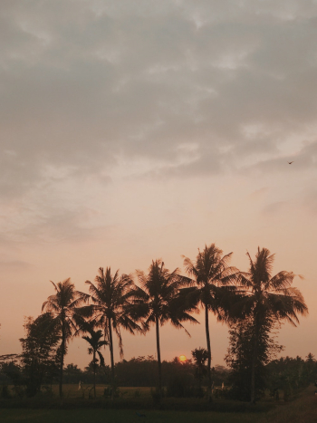 Coconut Trees Under Cloudy Sky during Golden Hour Coconut Trees Under Cloudy Sky during Golden Hour