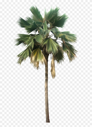 Coconut Trees Vectors Photos And Psd S - Palm Png Coconut Trees Vectors Photos And Psd S - Palm Png