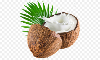 Coconut water Coconut milk Coconut oil - milk Coconut water Coconut milk Coconut oil - milk