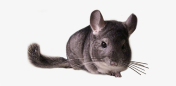 Code Of Best Practice In Chinchilla Breeding - Chinchilla ...