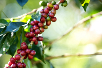 Coffee bean berry ripening on coffee farm Coffee bean berry ripening on coffee farm