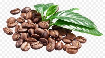 Coffee bean Espresso Caffè macchiato - coffee Coffee bean Espresso Caffè macchiato - coffee