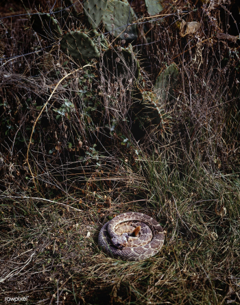 Coiled rattlesnake in brush outside San Marco.. | Free public domain photo - 433952