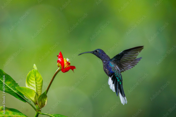 colibrì hummingbirds Costa Rica