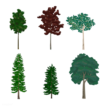 Collection of pine and leaf tree illustration.. | Free stock vector - 431779 Collection of pine and leaf tree illustration.. | Free stock vector - 431779