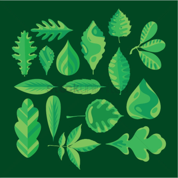 Collection of various leaves Collection of various leaves