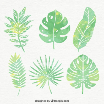 Collection of watercolor palm leaves