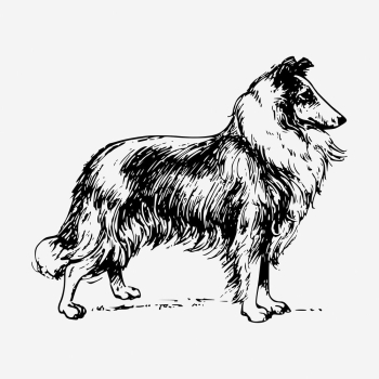 Collie dog drawing, hand drawn | Free Photo - rawpixel