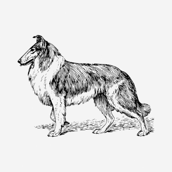 Collie dog drawing, hand drawn | Free Photo - rawpixel