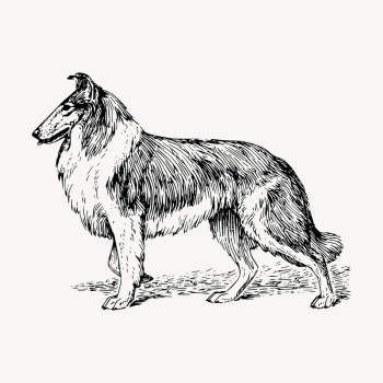 Collie dog drawing, hand drawn | Free Vector - rawpixel
