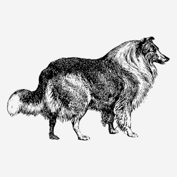 Collie dog hand drawn illustration. | Free Photo - rawpixel