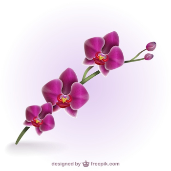 Colorful artistic orchid Colorful artistic orchid