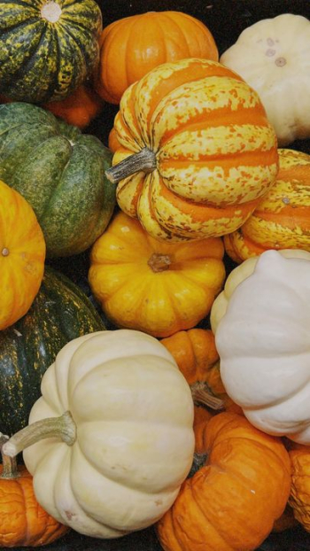Colorful Assortment of Decorative Pumpkins