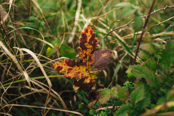 Colorful autumn leaf Colorful autumn leaf