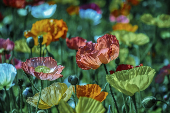 Colorful blooming poppies in the field. | Free Photo - rawpixel