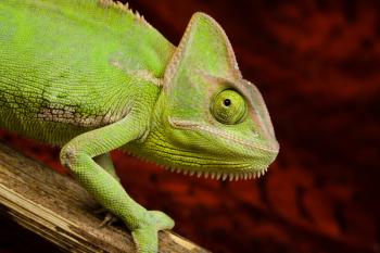 Colorful Chameleon Colorful Chameleon