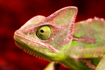Colorful Chameleon Colorful Chameleon