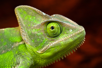 Colorful Chameleon Colorful Chameleon