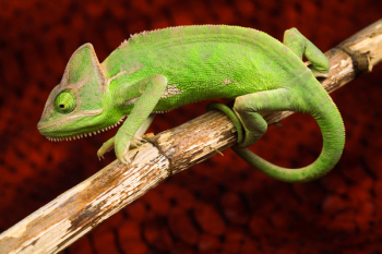Colorful Chameleon Colorful Chameleon