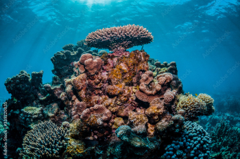 Colorful coral reef in clear blue water Colorful coral reef in clear blue water
