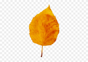 Colorful Fall Leaves Clip Art - Yellow Fall Leaf Colorful Fall Leaves Clip Art - Yellow Fall Leaf