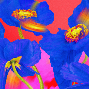 Colorful flower background wallpaper, trippy… | Free stock illustration | High Resolution graphic
