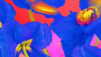 Colorful flower background wallpaper, trippy… | Free stock illustration | High Resolution graphic