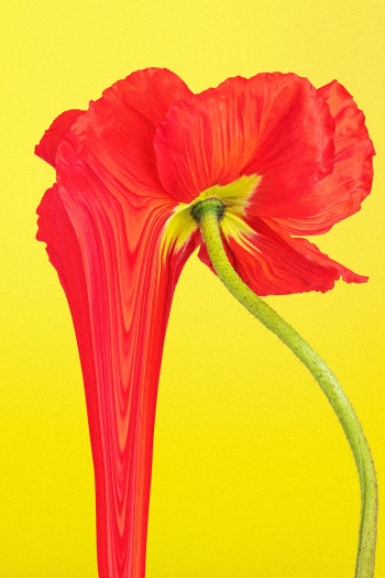 Colorful flower background wallpaper, trippy… | Free stock illustration | High Resolution graphic