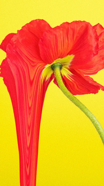 Colorful flower background wallpaper, trippy… | Free stock illustration | High Resolution graphic