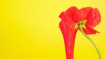 Colorful flower background wallpaper, trippy… | Free stock illustration | High Resolution graphic