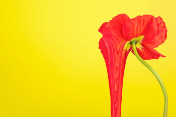 Colorful flower background wallpaper, trippy… | Free stock illustration | High Resolution graphic