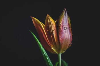 Colorful Flower with water drops