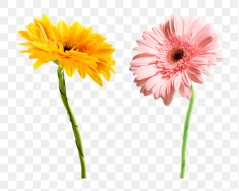 Colorful gerbera flowers png sticker, | Free PNG - rawpixel