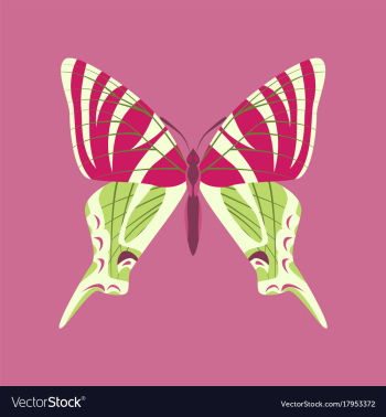 Colorful icon of butterfly isolated on pink vector image Colorful icon of butterfly isolated on pink vector image