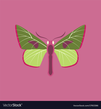 Colorful icon of butterfly isolated on pink vector image Colorful icon of butterfly isolated on pink vector image