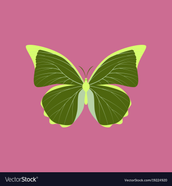 Colorful icon of butterfly isolated on pink vector image Colorful icon of butterfly isolated on pink vector image