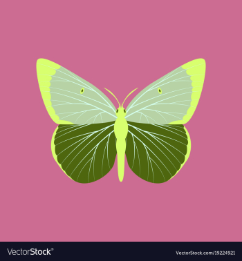 Colorful icon of butterfly isolated on pink vector image Colorful icon of butterfly isolated on pink vector image