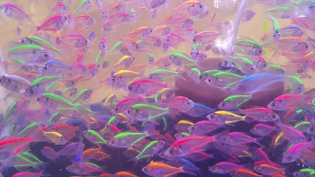 Colorful neon glowing fishes. Free | Free Photo - rawpixel Colorful neon glowing fishes. Free | Free Photo - rawpixel