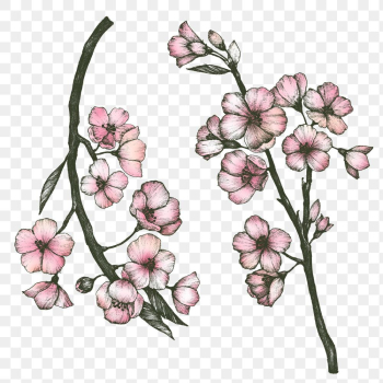 Colorful sakura flower png set Colorful sakura flower png set