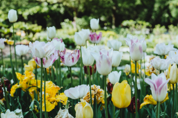 Colorful tulips Colorful tulips