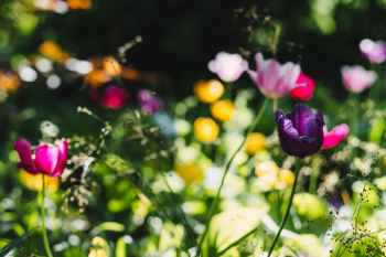 Colorful tulips 2 Colorful tulips 2