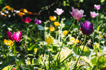 Colorful tulips 3 Colorful tulips 3