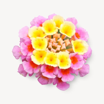 Colorful Verbena flowers isolated image | Free Photo - rawpixel Colorful Verbena flowers isolated image | Free Photo - rawpixel