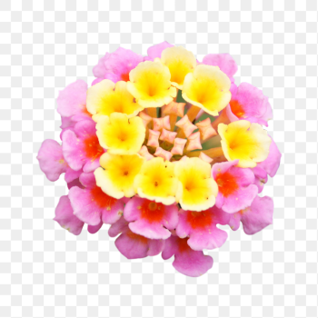 Colorful Verbena flowers png sticker, | Free PNG - rawpixel