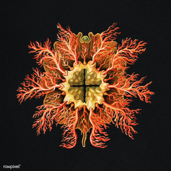 Colorful vintage tunicate marine life illustration | Free public domain illustration - 2279737