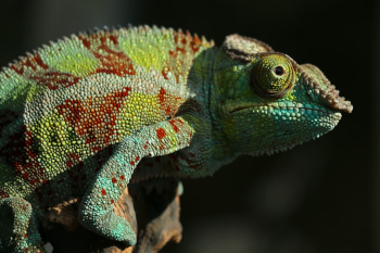 Colour Palette ...on your body!!! Colour Palette ...on your body!!!