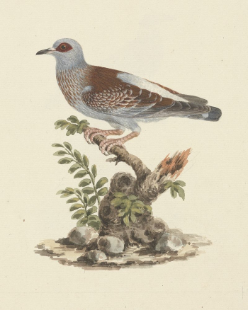 Columba guinea (Speckled Pigeon, | Free Photo - rawpixel Columba guinea (Speckled Pigeon, | Free Photo - rawpixel
