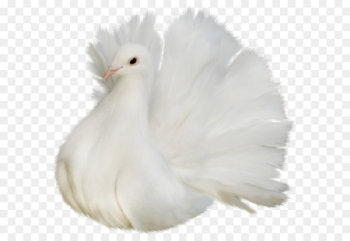 Columbidae Bird Clip art - White Beautiful Delicate Dove PNG Clipart Picture 